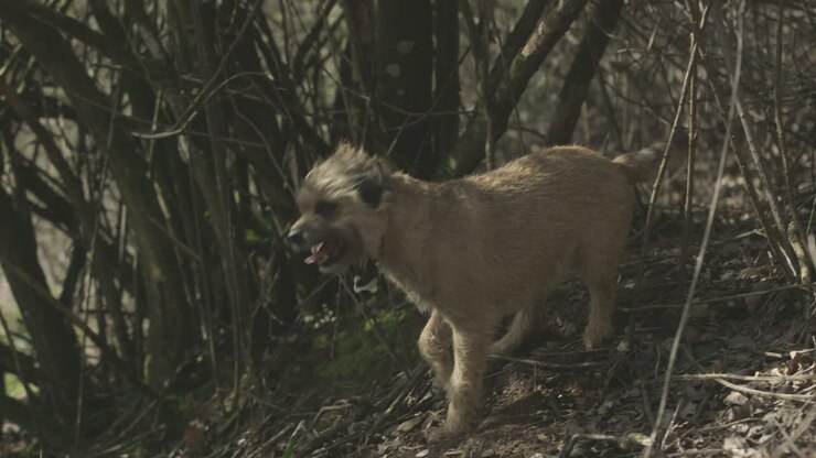 A border terrier enters frame, looks around before exiting frame