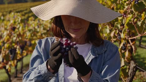 woman inspecting grapes in vineyard