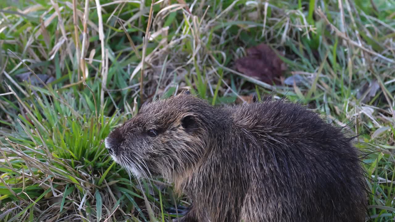 설치류가 자연 서식지에서 풀을 는다