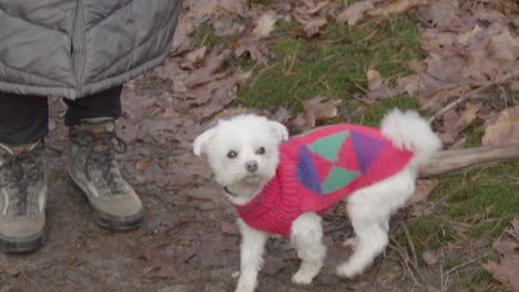 dog in colorful clothing sniffing and looking up while standing next to owner in forest