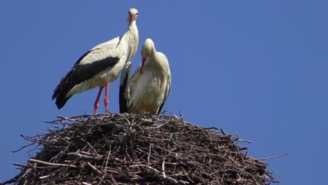 dos cigüeñas en un nido en brandeburgo