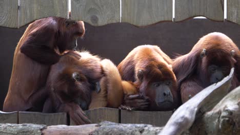 Cuatro-Monos-Aulladores-Rojos,-Alouatta-Seniculus,-Aulladores-Rojos-Venezolanos-O-Colombianos-En-Busca-De-Pulgas