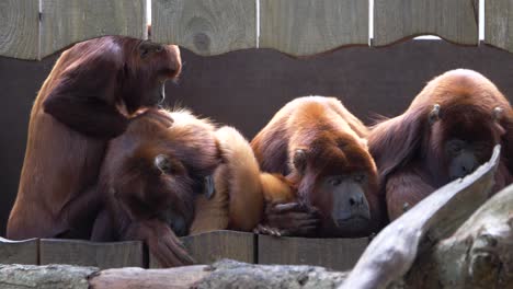 cuatro monos aulladores rojos, alouatta seniculus, aulladores rojos venezolanos o colombianos en busca de pulgas