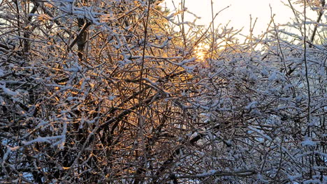 golden winter sun beams lighting up frozen snow-covered bush branches, slow dolly movement