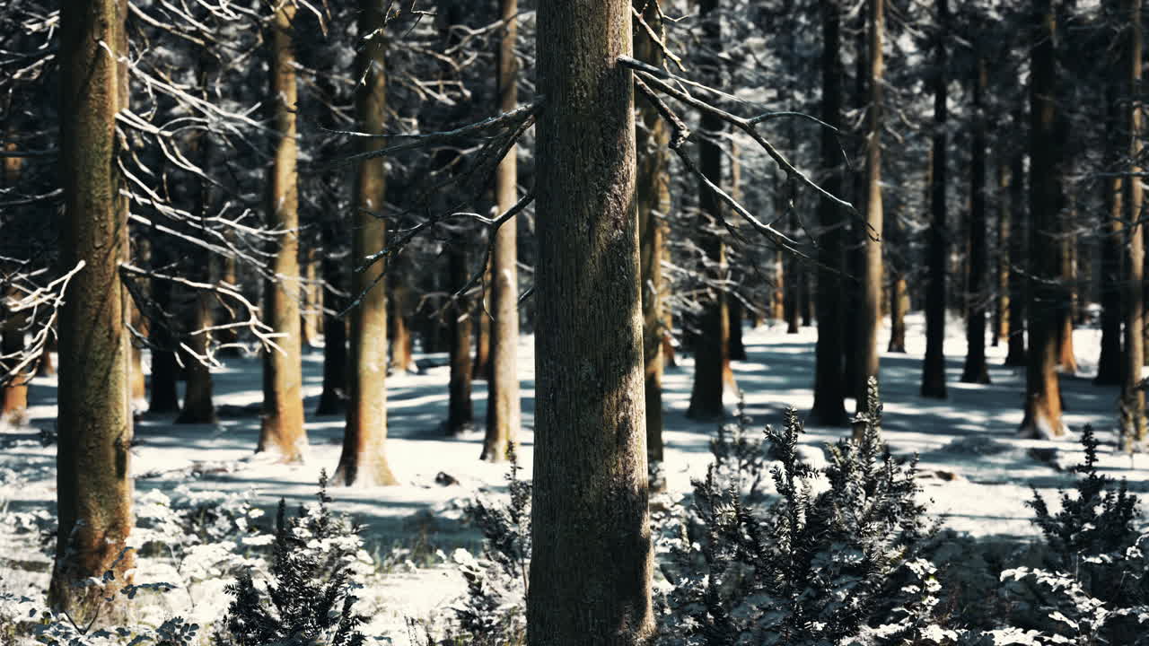 눈으로  ⁇ 인 겨울 소나무 숲에서 일몰 또는 일출