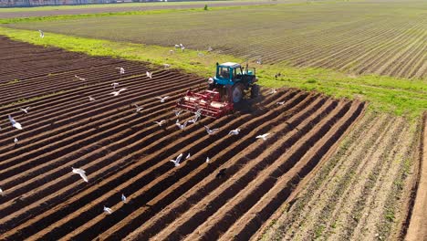 agricultural work on a tractor farmer sows grain. hungry birds are flying behind the tractor, and eat grain from the arable land.