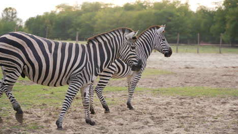 zebra couple in slow motion