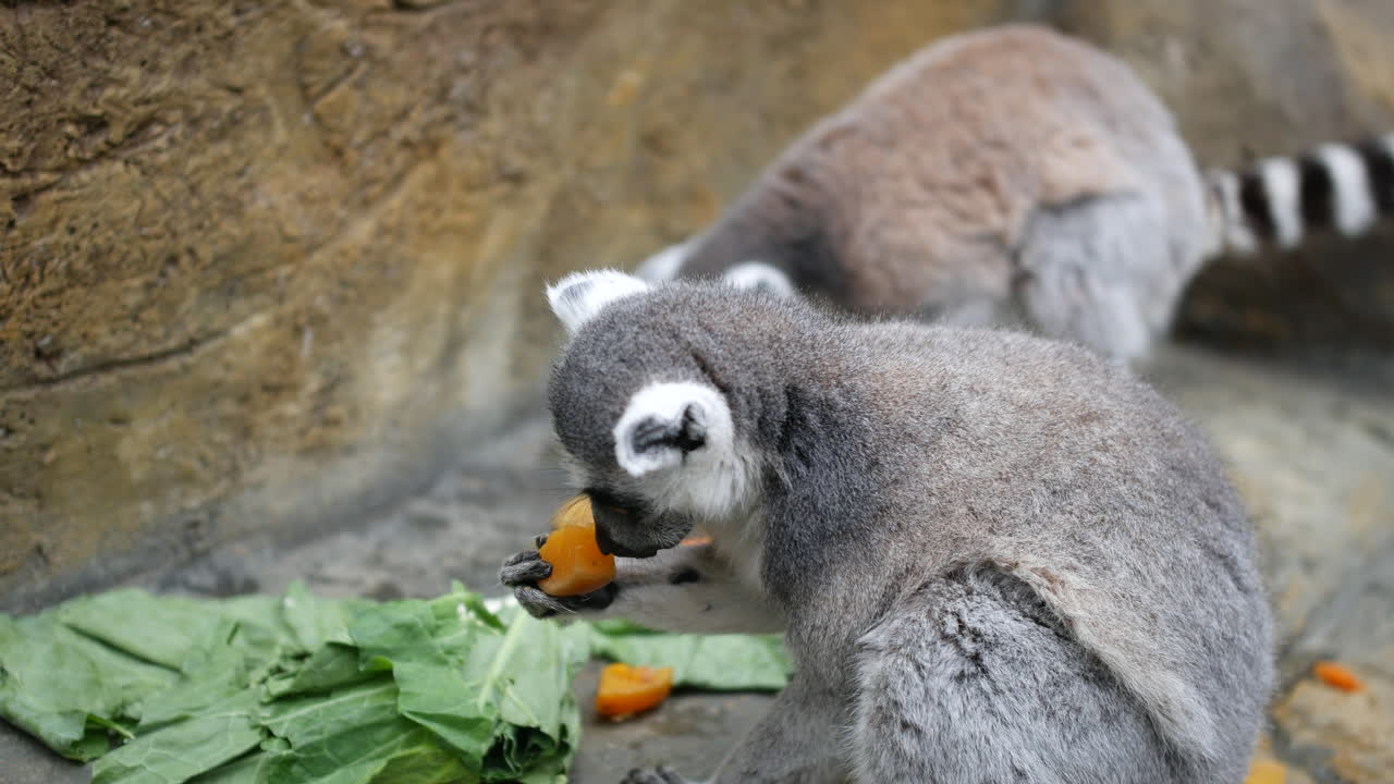 lémures comiendo frutas y verduras de pie en una roca