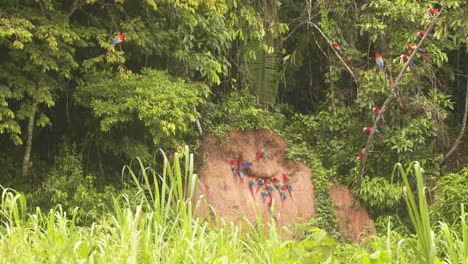 amplia toma de la jungla con la arcilla de chuncho expuesta rodeada de araos escarlata en la arcilla y los árboles