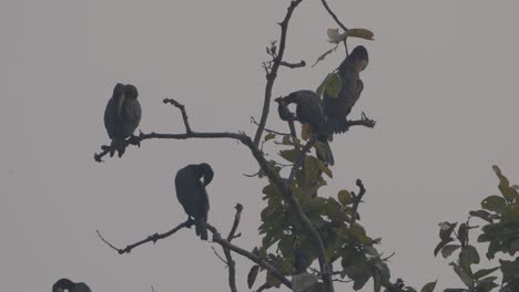 grupo de grandes pájaros cormoranes