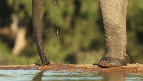 medium closeup of an african elephant's trunk and legs while smelling the ground next to a small waterhole. filmed from a low angle, mashatu game reserve