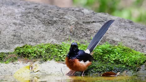 white-rumped shama bathing in the forest during a hot day, copsychus malabaricus, in slow motion