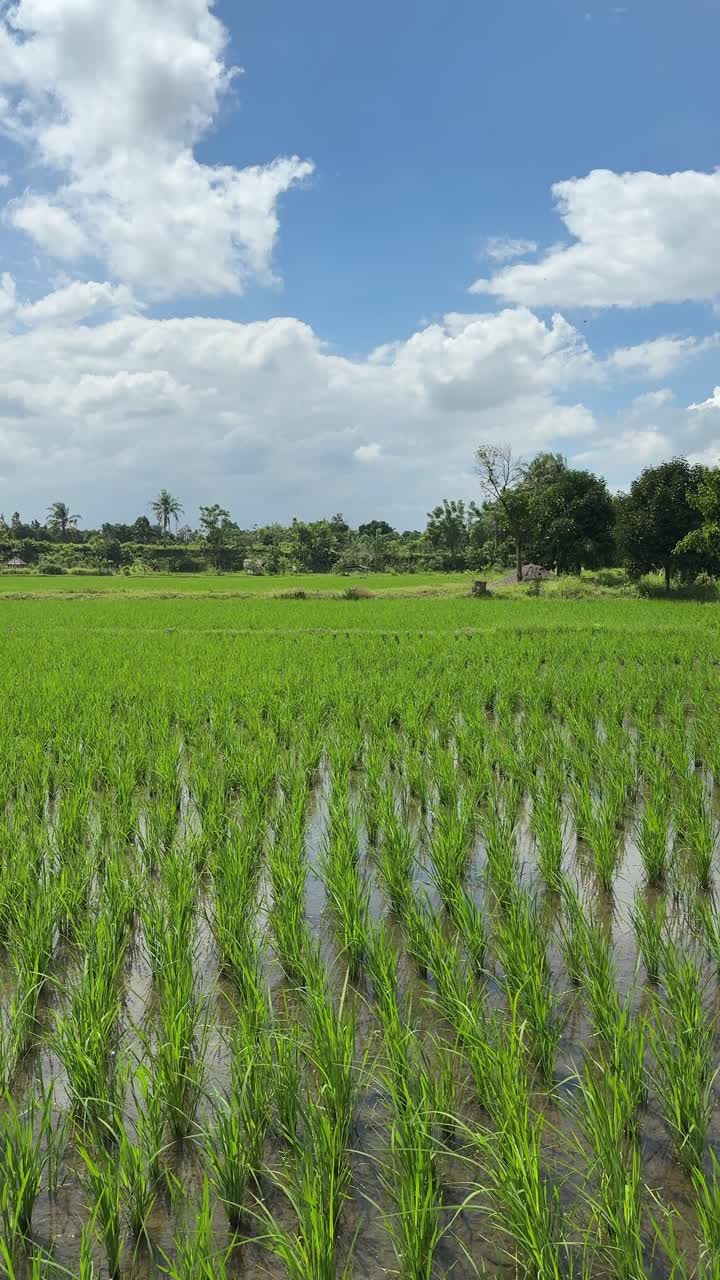 Un vivace campo di riso verde sotto un cielo blu