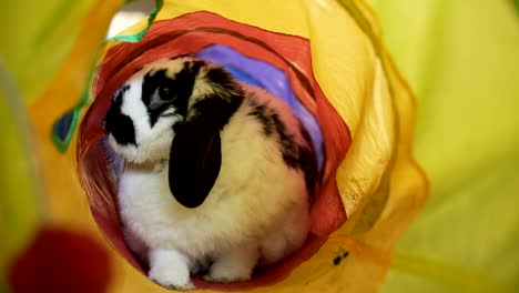 adorable bunny in a tube