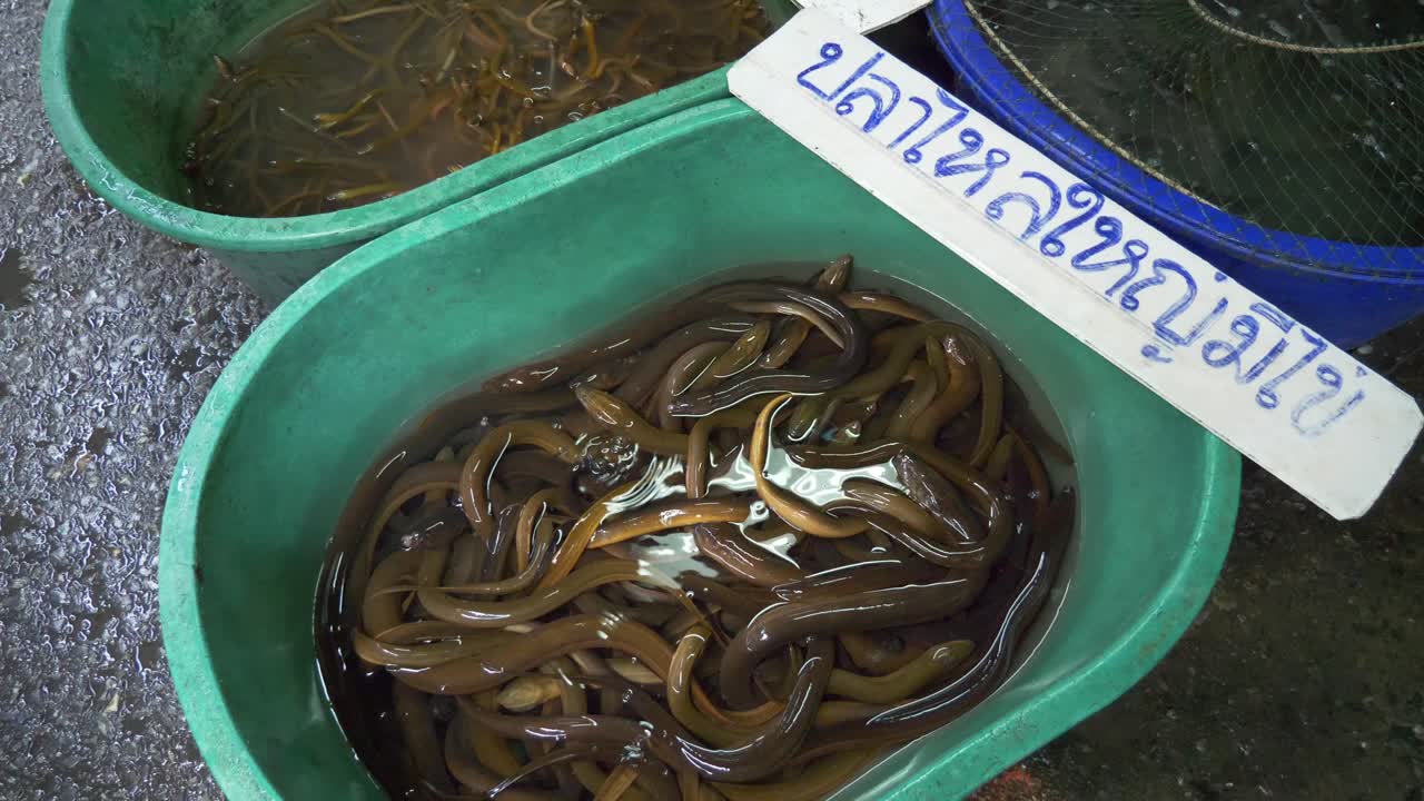 Yellow swamp eel in bucket for sale at Asian Thailand street market