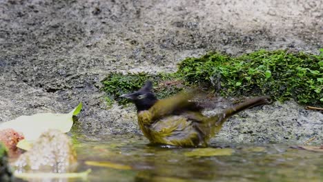 Bulbul-De-Cresta-Negra-Acicalándose-Después-De-Un-Baño-En-El-Bosque-Durante-Un-Día-Caluroso,-Pycnonotus-Flaviventris,-En-Cámara-Lenta