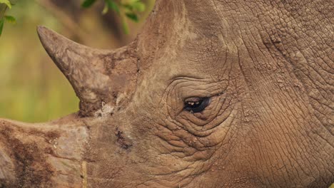 slow motion shot of rhino closeup detail of horn and eye while grazing tall grasslands in masai mara north conservancy, african wildlife in maasai mara national reserve, kenya