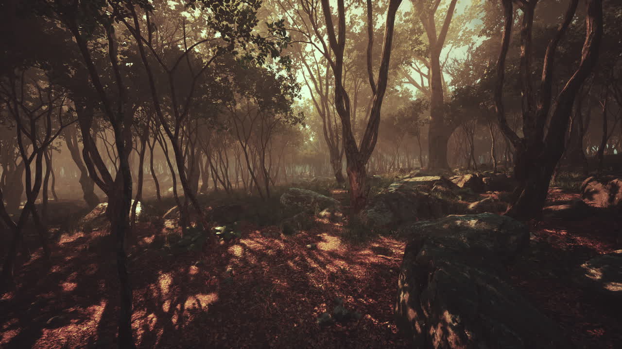 hermosa mañana en el bosque