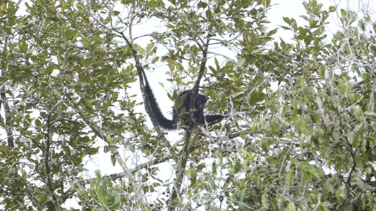 Spider Monkey sitting at the very top of the canopy