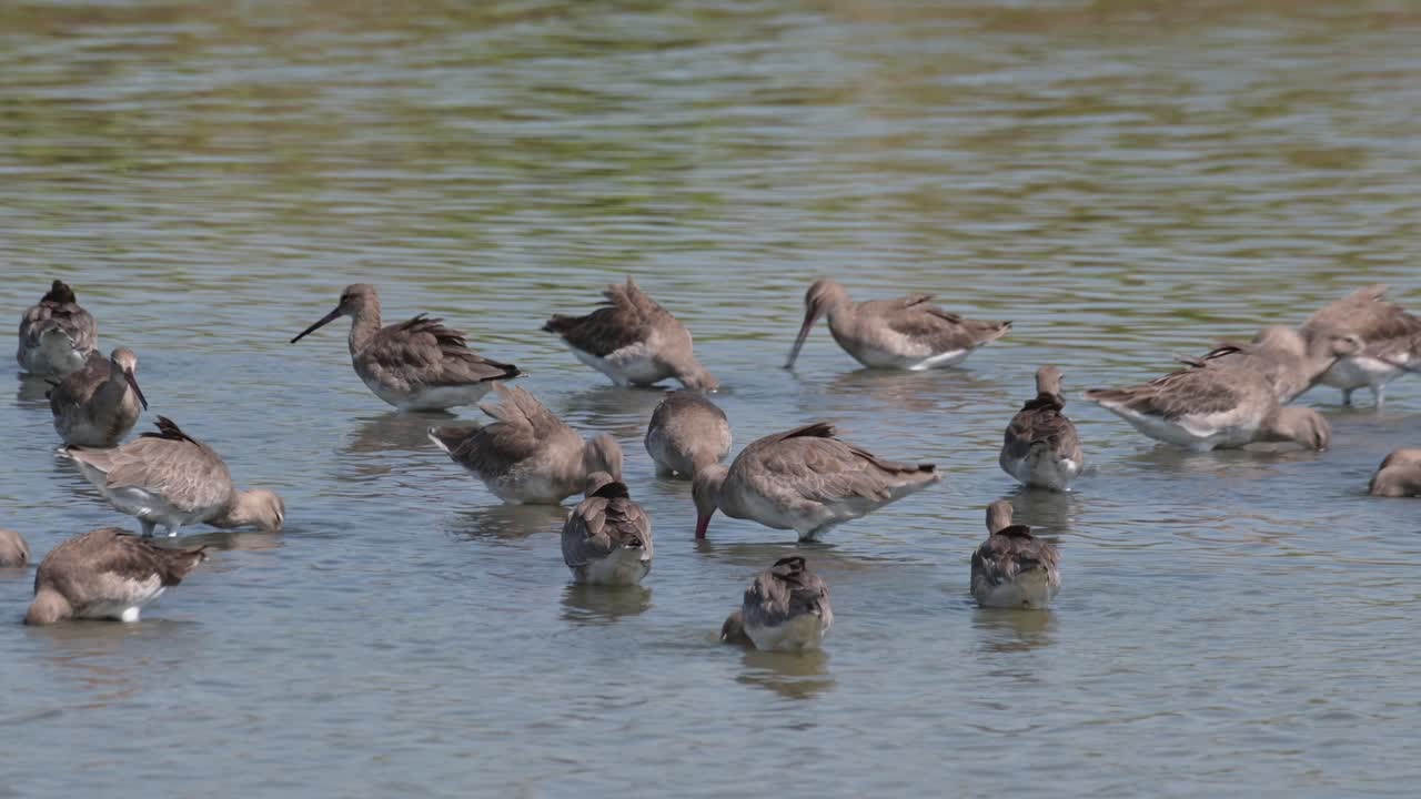 Alle sind eifrig auf Nahrungssuche in einem sumpfigen Gebiet, Uferschnepfe Limosa limosa, Thailand