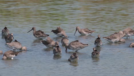 Alle-Sind-Damit-Beschäftigt,-In-Einem-Sumpfigen-Gebiet-Nach-Nahrung-Zu-Suchen,-Uferschnepfe-Limosa-Limosa,-Thailand