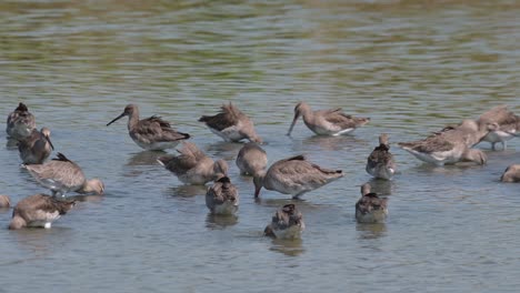 todos ocupados en la búsqueda de alimento en una zona pantanosa, limosa limosa de cola negra, tailandia