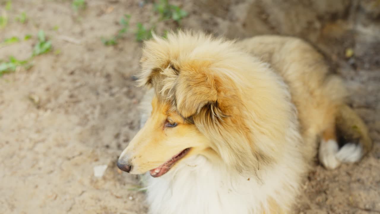 모래 땅 에 누워 있는 거친 콜리 개, 가까운 손잡이 뷰