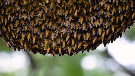 giant honey bees are known to build large colonies of nest with symmetrical pockets made of wax for them to store honey as their food source