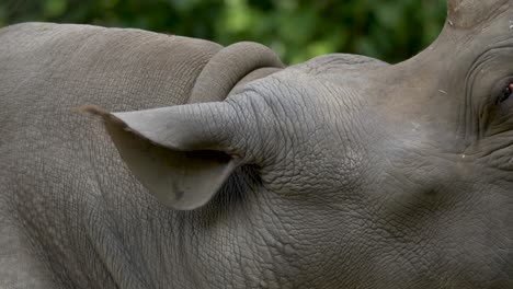 close up of the listening ears of a rhinoceros