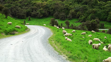 ovejas pastando en el prado verde junto a la carretera en un día soleado