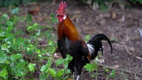 gallo en el parque en singapur.