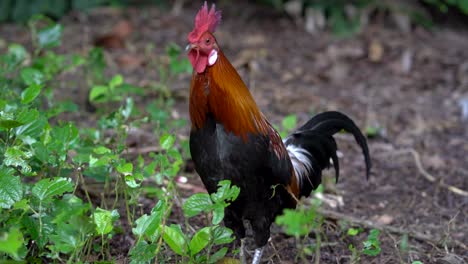 rooster on park in singapore