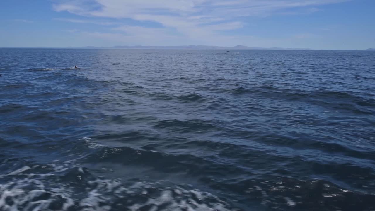 웨이크를 타고 배에서 가까이 점프하는 바하 돌고래