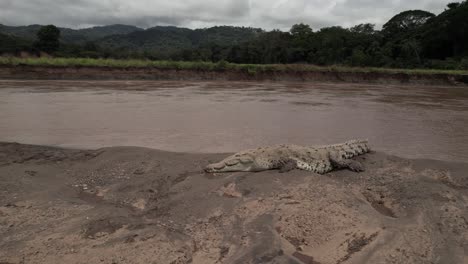 crocodile resting river boat tour costa rica