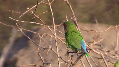 un solo agapornis de cara rosada en una ramita, plano medio