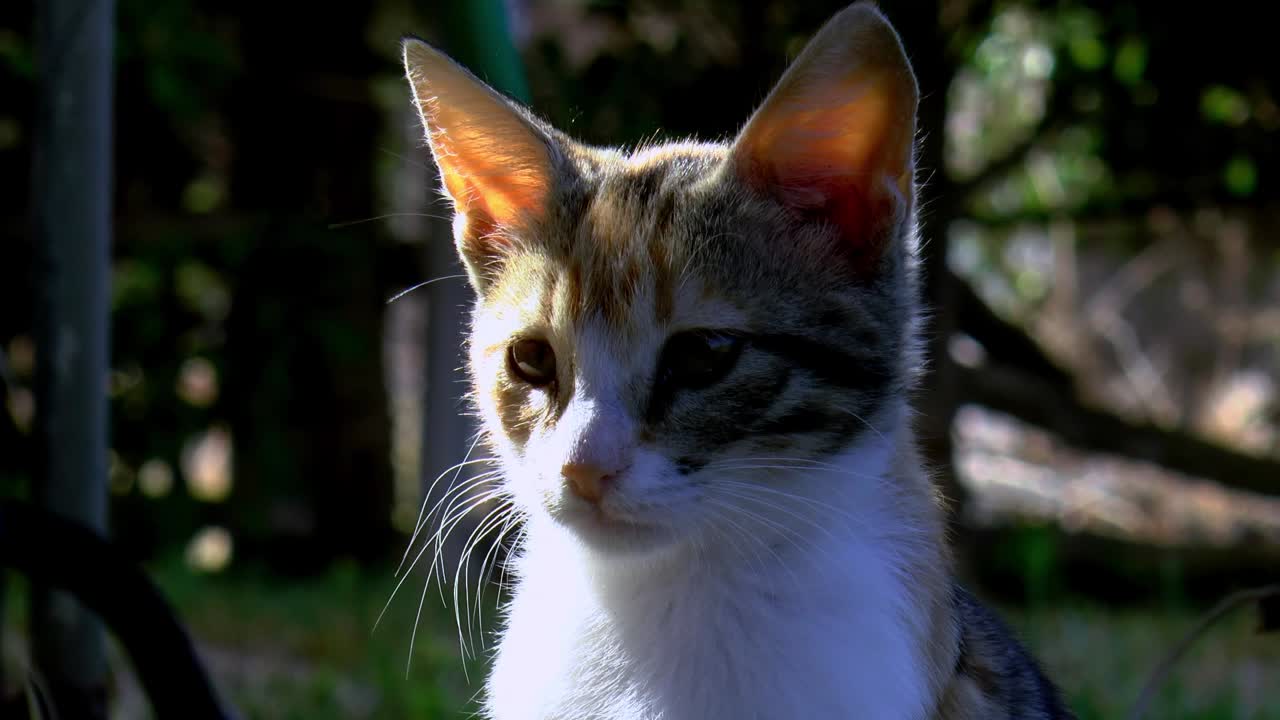 gato calico en el jardín mira a su alrededor, de cerca