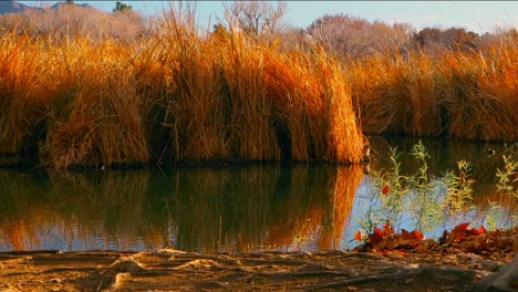 morning pond scene in golden light