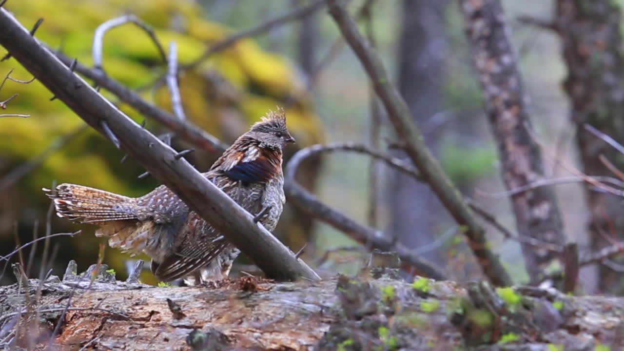 un urogallo se sienta en una rama en el bosque