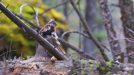 Ein-Auerhahn-Sitzt-Auf-Einem-Ast-Im-Wald