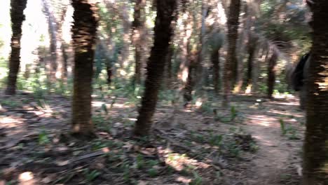 Tourist-hiking-in-a-jungle-full-of-palm-trees-in-Brazil