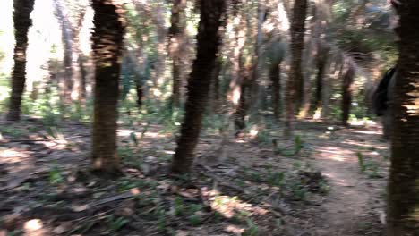 senderismo turístico en una jungla llena de palmeras en brasil