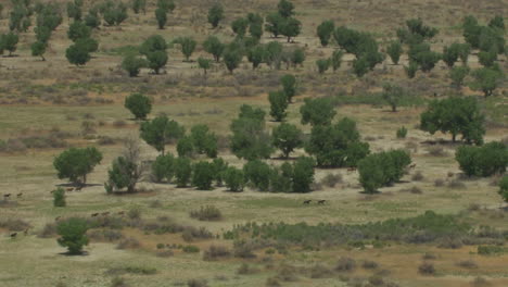 Una-Antena-De-Caballos-Salvajes-Corriendo-2