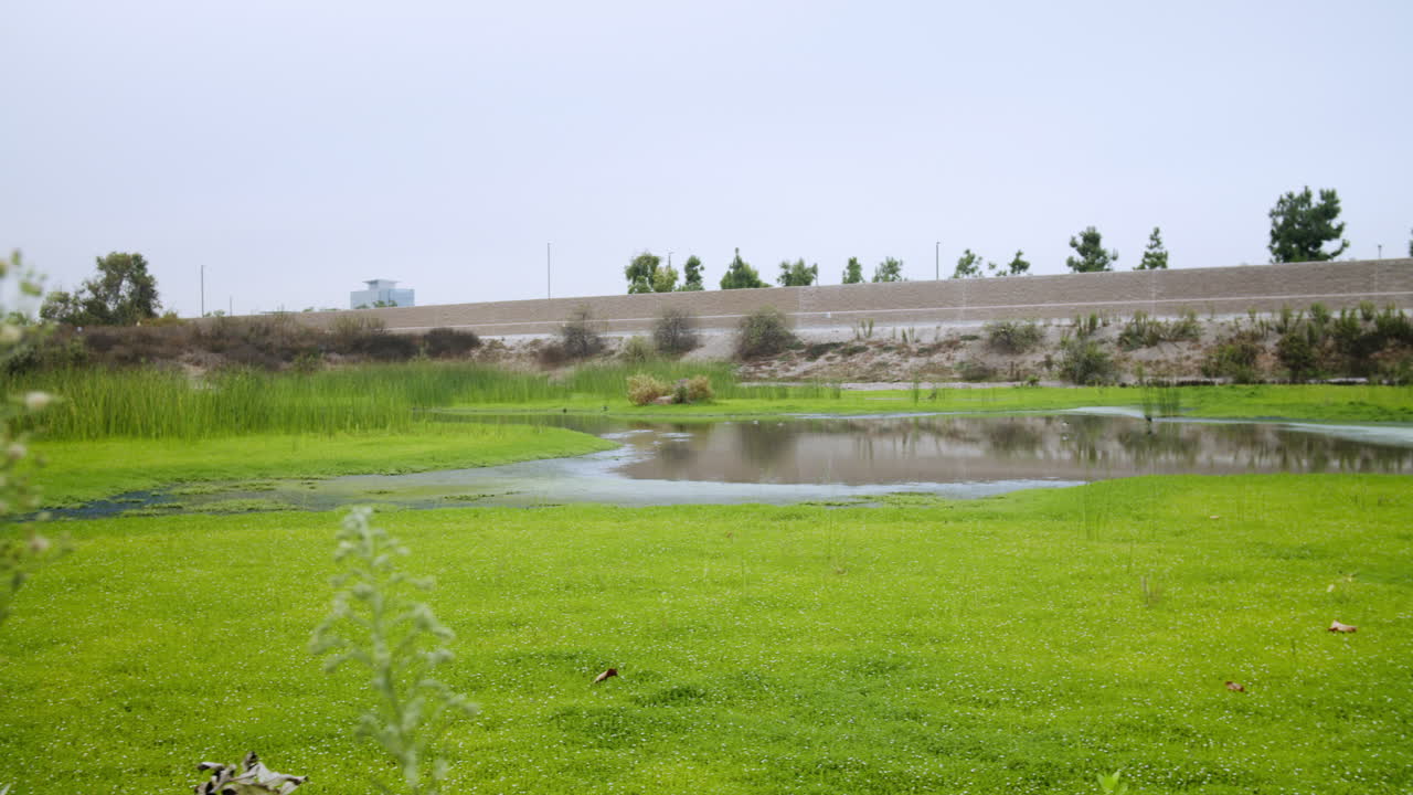 Pond with aquatic plants and trees