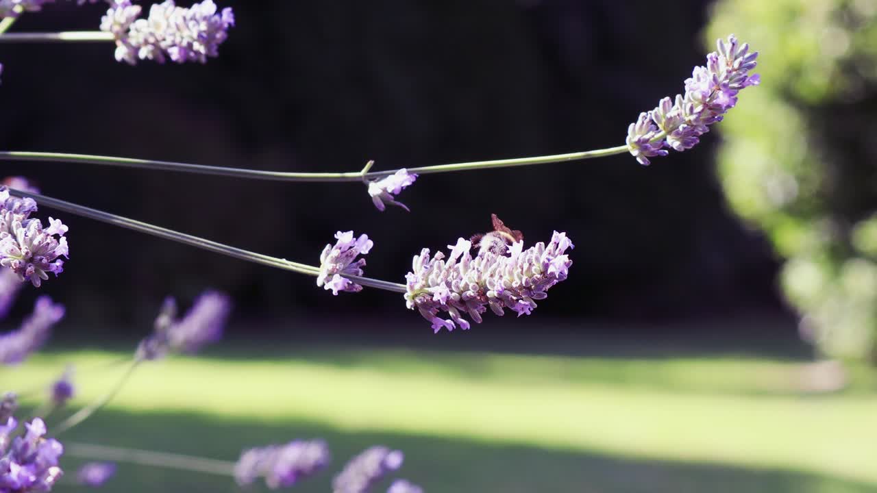 abejas en la planta de lavanda púrpura en un día soleado de verano tardío en inglaterra con un fondo desenfocado
