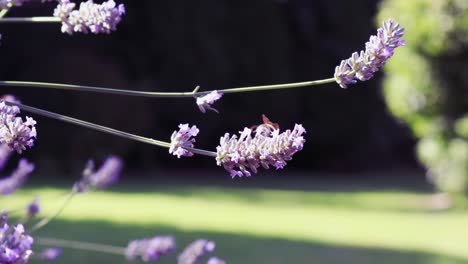 bees on purple lavender plant on late summer sunny day in england with out of focus backdrop