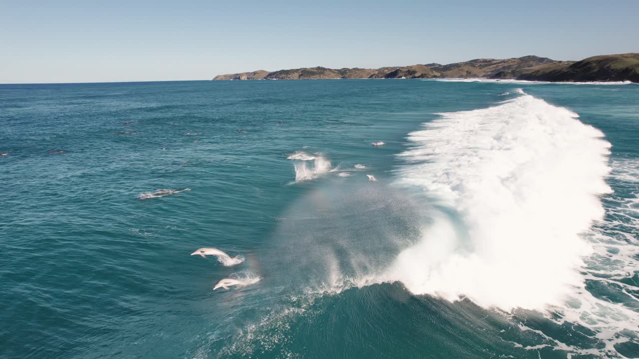 Dolphins Surfing Waves next to Wild Coastline