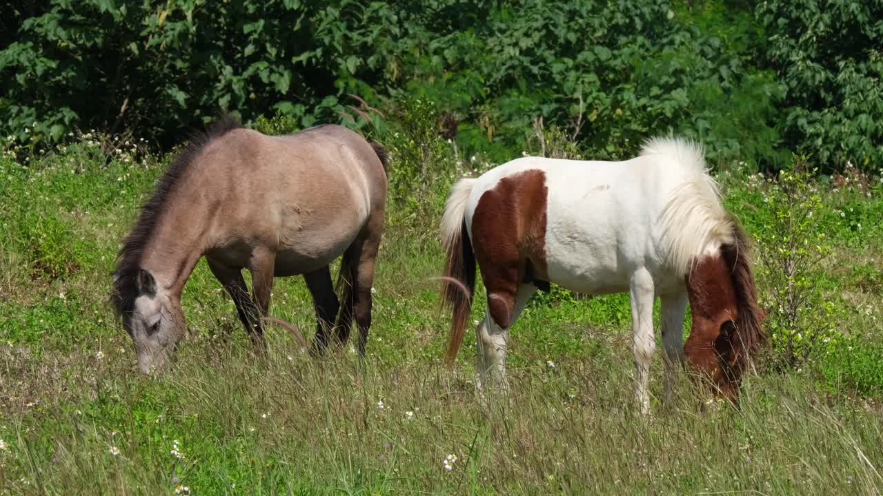 dos caballos, espalda con espalda pastando en una tierra de cultivo es muak klek, tailandia
