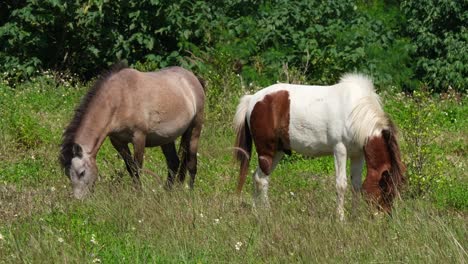 Dos-Caballos,-Espalda-Con-Espalda-Pastando-En-Una-Tierra-De-Cultivo-Es-Muak-Klek,-Tailandia