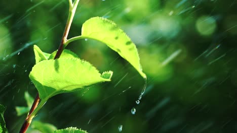 drops of water are falling from the wet leaves of a tree in the summer in the yard. watering of trees. slow motion