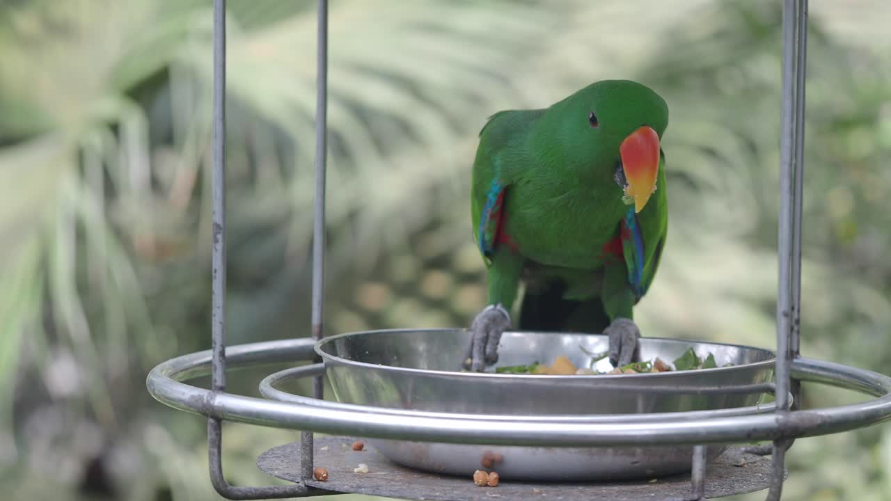 Green Parrot in a Cage